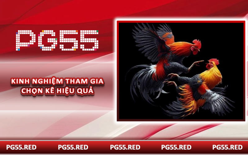 Kinh nghiệm tham gia chọn kê hiệu quả